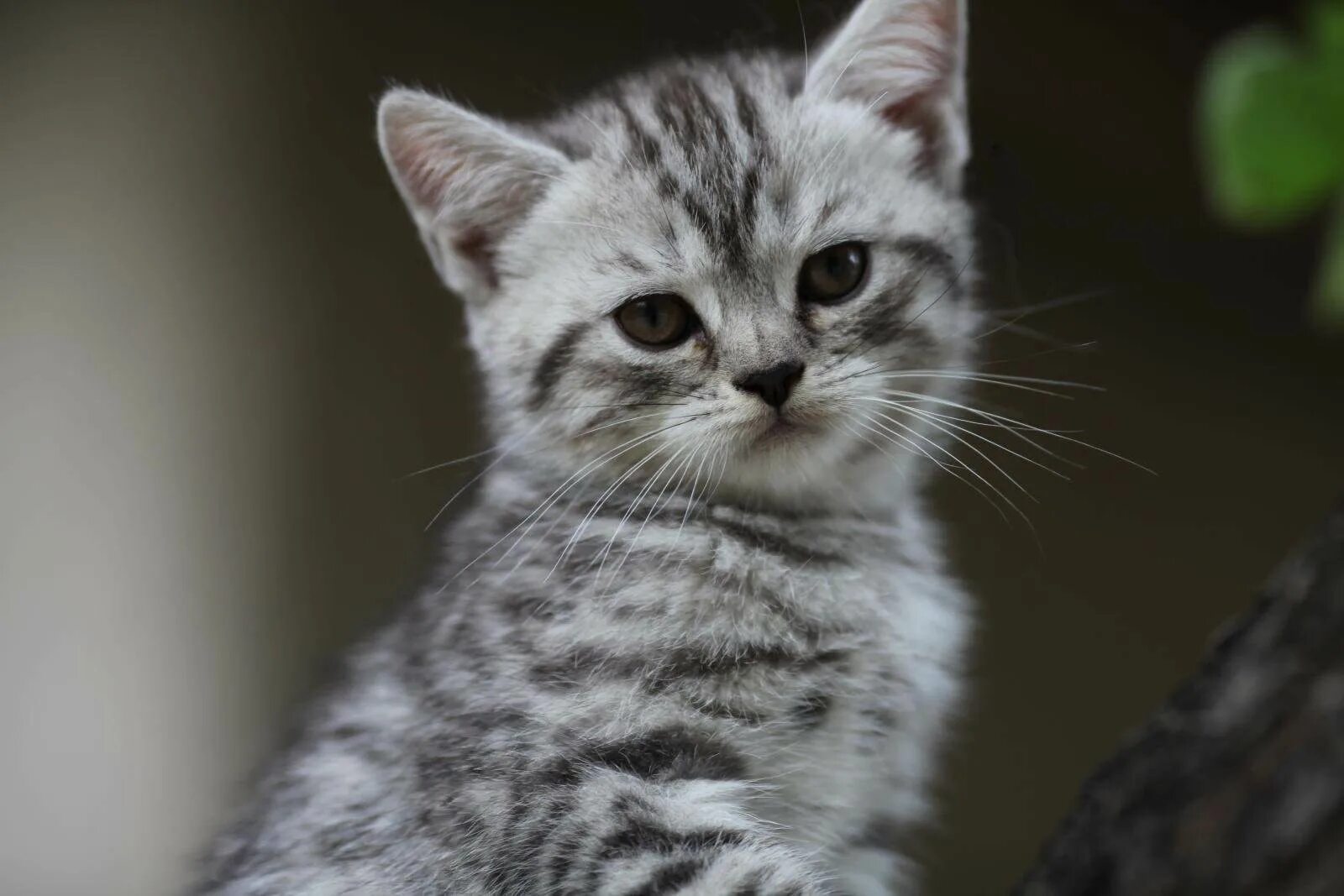 Шотландская короткошёрстная вискас. Британские котята окрас вискас. Прямоухий британец полосатый. Кот вискас порода. Британская короткошёрстная кошка вискас.