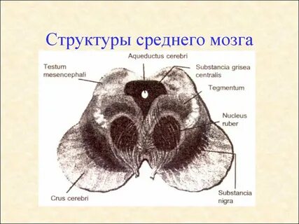 Состав среднего мозга