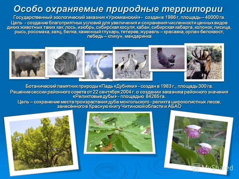Охраняемые растения. Охраняемые природные территории из красной книги. Особо охраняемые растения. Охрана животных презентация. Информация о заповеднике.