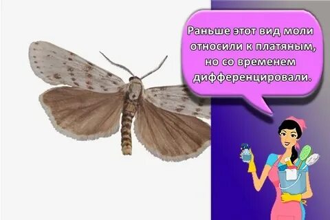 Откуда появляется моль в доме