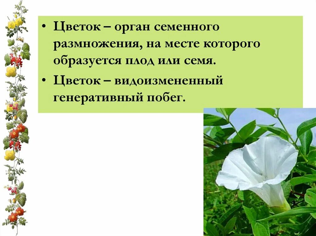 Цветок орган семенного размножения впр. Цветок орган размножения, видоизмененный побег... семенное размножение. орган семенного размножения. генеративные цветок.