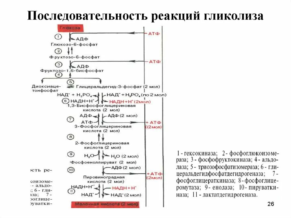 Образование атф гликолиз. Гликолиз последовательность реакций биохимия. Схема анаэробного гликолиза биохимия. Гликолиз схема реакций. Аэробный гликолиз биохимия схема.