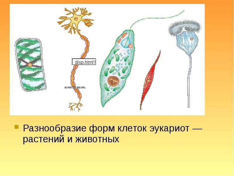 Растения эукариотические организмы. Разнообразие форм клеток эукариот растений и животных. Разнообразие форм клеток эукариот. Разнообразие форм клеток эукариот растений. Форма эукариотической клетки.