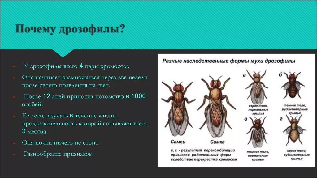 Какие причины могут вызвать мутации у дрозофил. Генетика объект изучения дрозофилла.