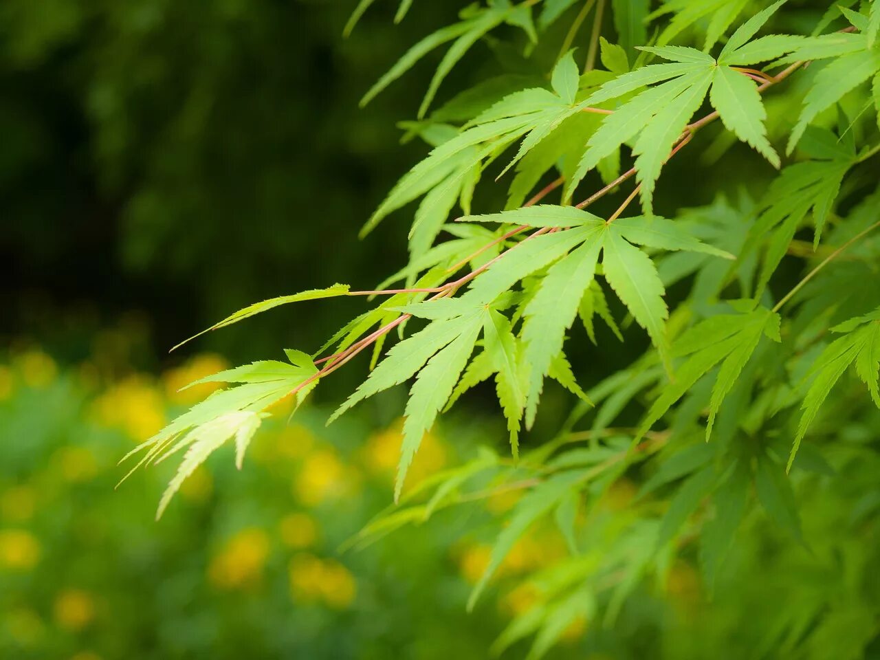 Листья японского клена. Acer japonicum (клен). Листья китайского клена. Японский клен зеленый.