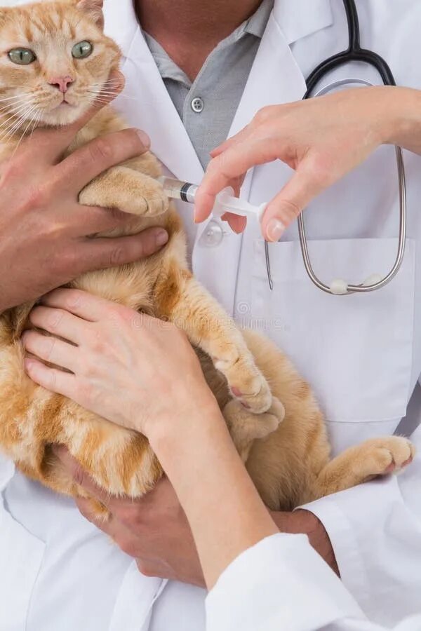 Ветклиника. Ветеринарные уколы на дому profvet. Ветеринарные уколы на дому profvet. Блондинка в маске ветеринар. Ветеринарные уколы на дому profvet.