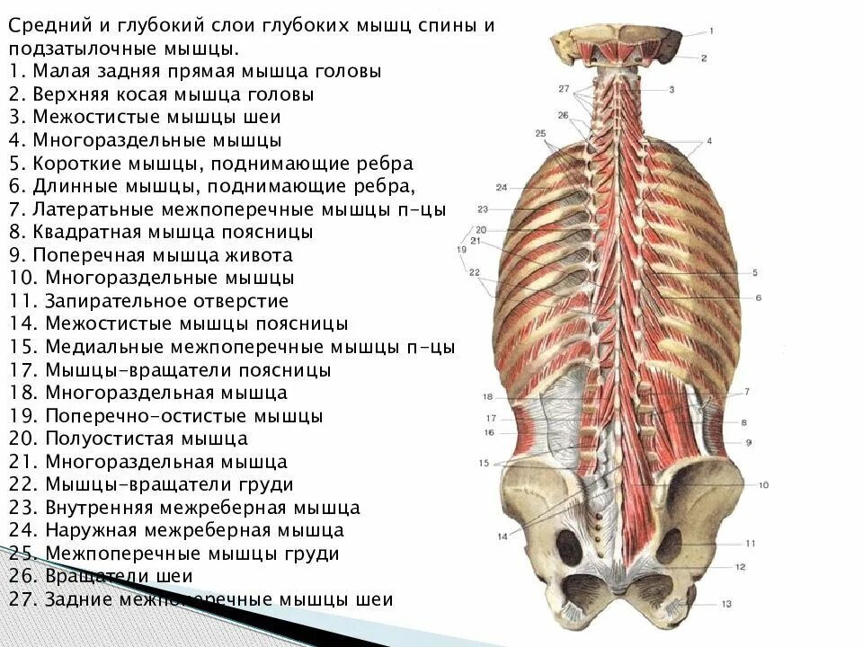 Мышцы спины глубокие и поверхностные анатомия. Мышцы спины атлас Синельникова. Глубокие мышцы позвоночника анатомия. Миология мышцы спины анатомия.