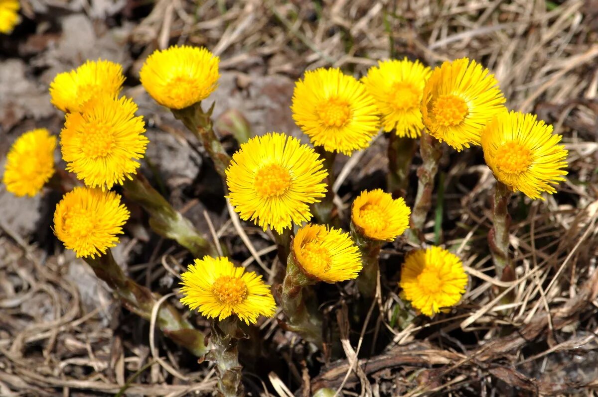 первоцветы мать-и-мачеха. мать и мачеха желтая. Farfara (мать-и-мачеха), лекарственные средства. мать-и-мачеха. мать и мачеха цветок.