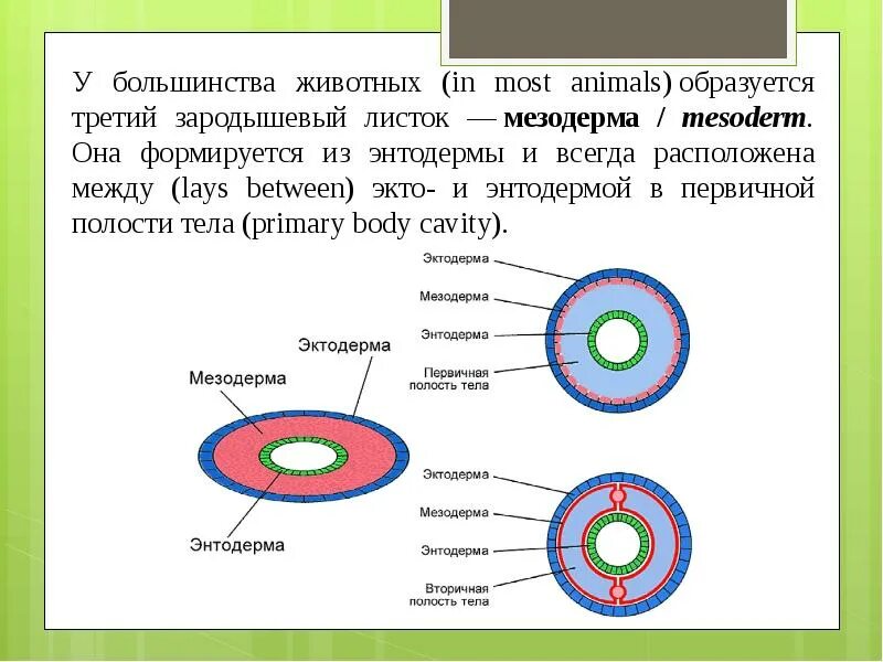 Какой зародышевый листок формируется на стадии. Вторичная полость тела зародышевый листок. Из какого зародышевого листка образовалась вторичная полость тела. Энтодерма зародышевого листка. Мезодерма зародышевый листок.