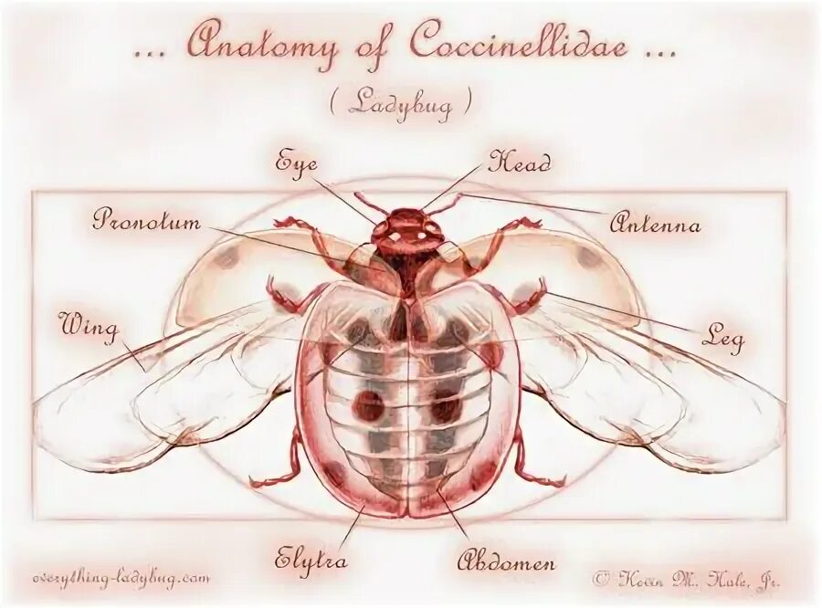 Внутреннее строение Божьей коровки. Строение Божьей коровки анатомия. Строение внутренних органов Божьей коровки. Строение Божьей коровки внутреннее строение.