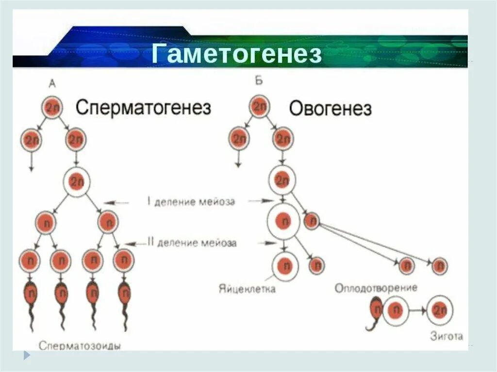 Типы гаметогенеза