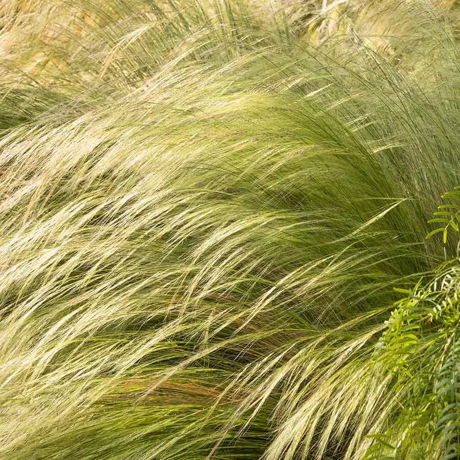 Ковыль зимостойкость. Ковыль stipa tenuissima. ковыль тончайший (stipa tenuissima). ковыль элегантиссима. реликтовый ковыль.