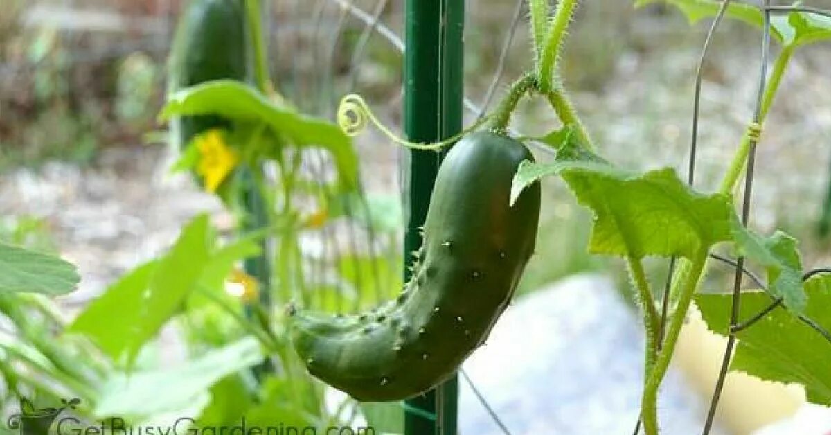 Cucumber growing