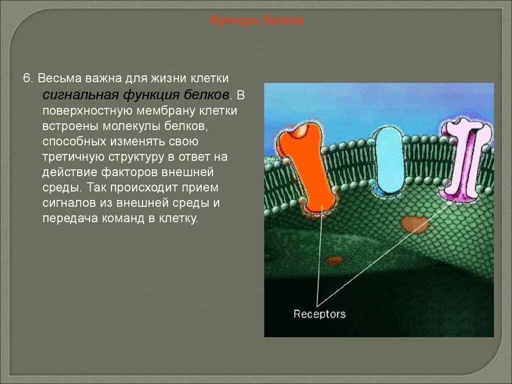 Сигнальную функцию выполняют