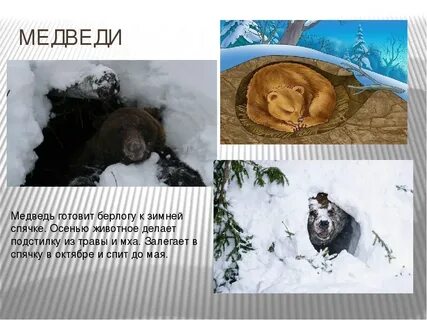 Когда медведи впадают в спячку