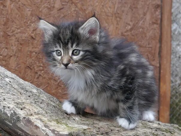 Her kittens on the other hand do not and it would be a shame to have to let them