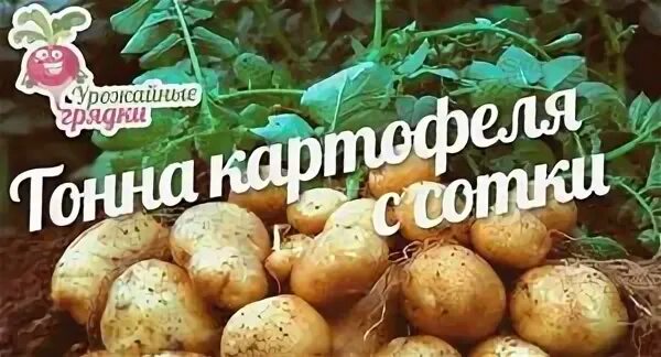 Сколько картофеля в сотке