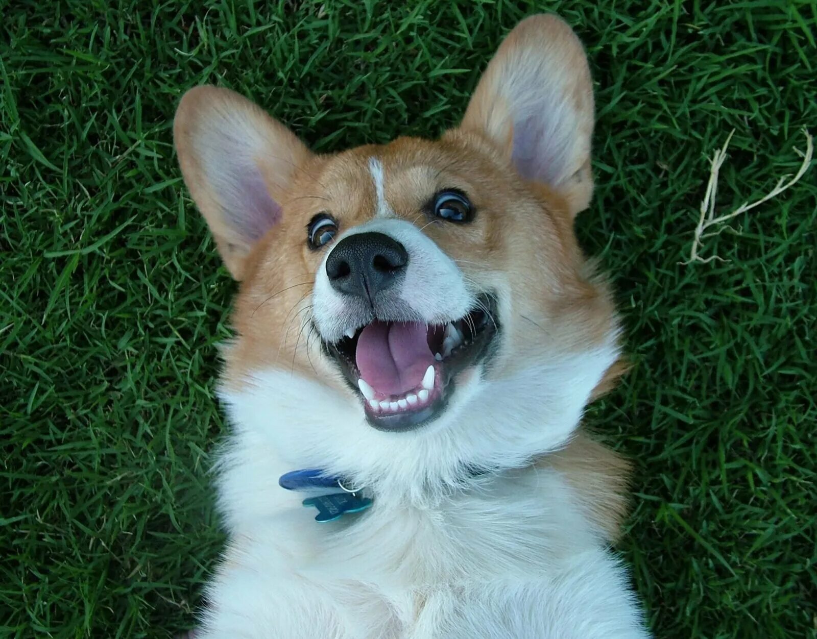вельш-корги язык. собака вельш корги. веселые коржики. собака-улыбака порода корги. веселые коржики.