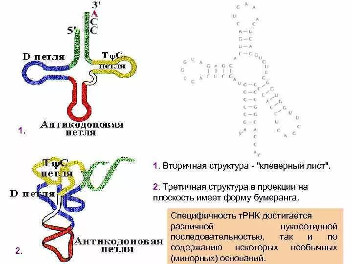 Первичная вторичная и третичная структура ТРНК. Строение вторичной структуры ТРНК. Первичная и вторичная структура ТРНК. Вторичная структура РНК клеверный лист.