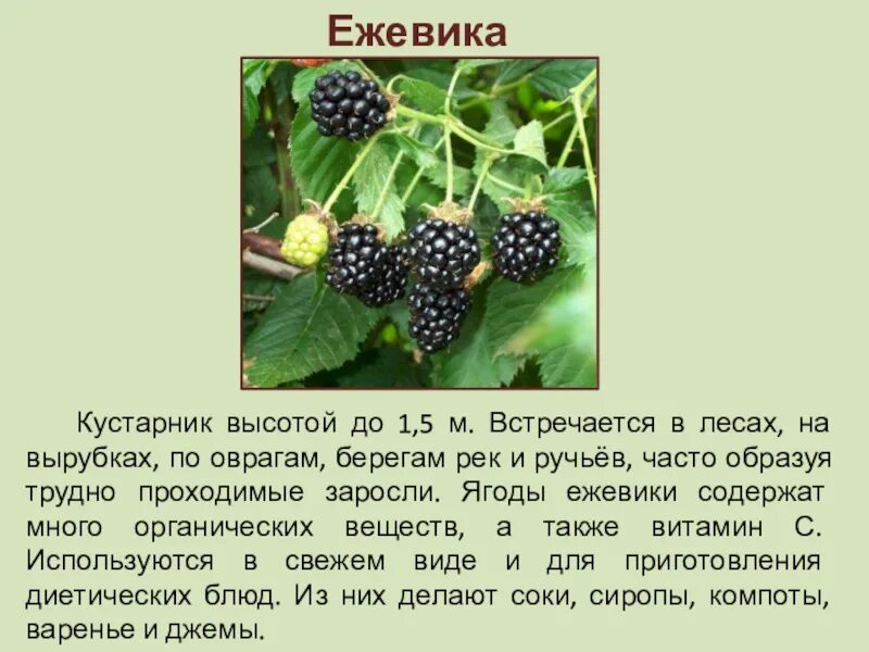 Некоторые ежики являются кустами все кусты любят
