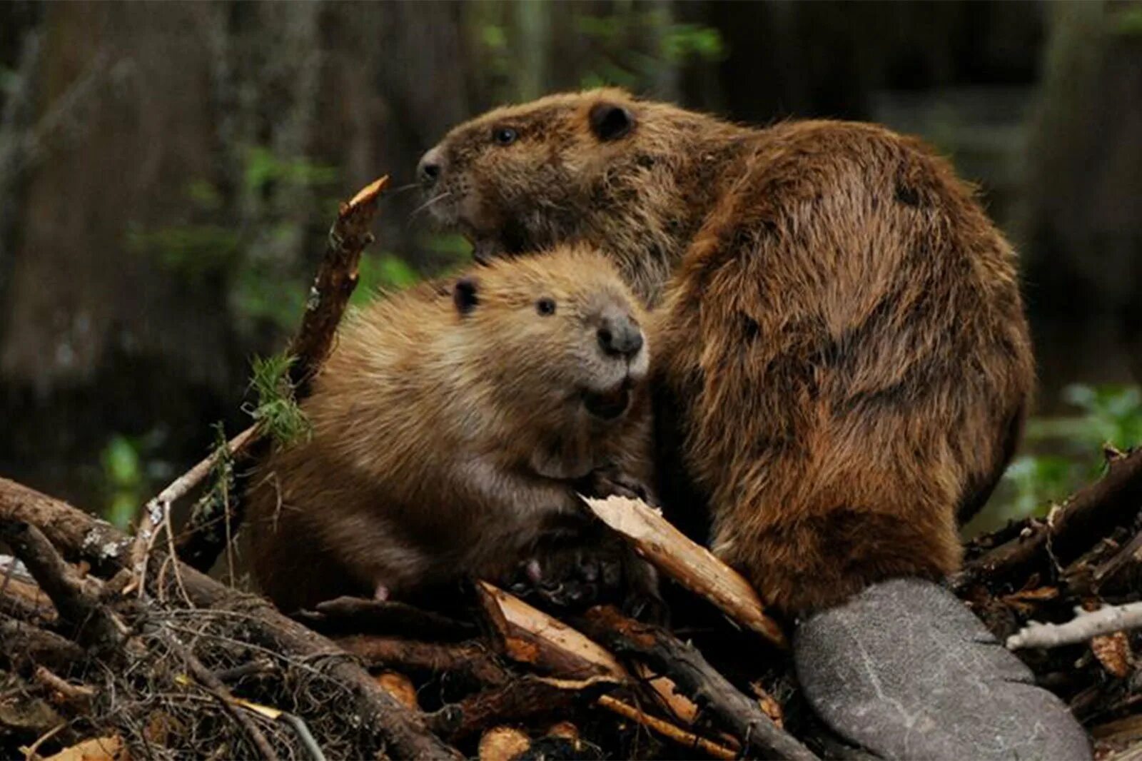 Обыкновенный бобр. Речной бобр. Речной бобр западносибирский подвид. Бобриха тт. Бобриха фары.
