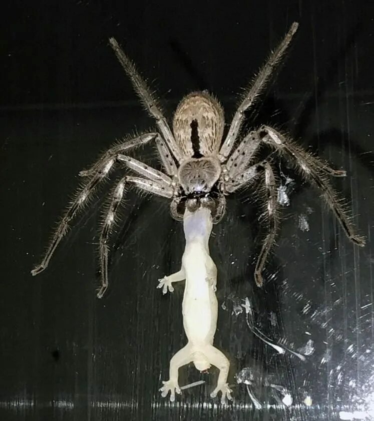 Huntsman spider. Паук huntsman spider. хантсман паук австралия. гигантский паук-егерь. паук егерь шарлотта.