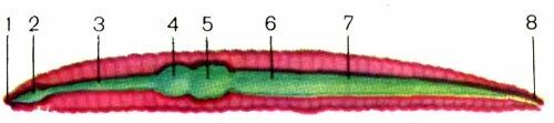 Пищеварительная система дождевого червя. Схема пищеварительной системы дождевого червя. Строение пищеварительной системы дождевого червя. Пищеварительная система червяка дождевого.