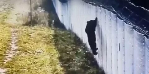 Не лазайте через забор
