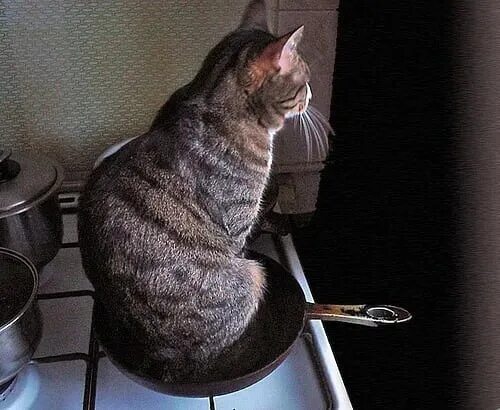 Кот сидит на конфорке. Котики главное заманить на ужин. Нужен кот. Заманить на ужин коты.