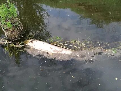 На реке вале