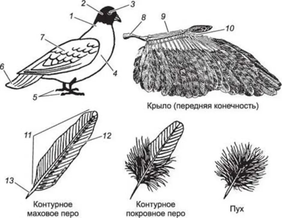 Естественный процесс смены шерстного и перьевого покрова. Строение покровного пера птицы. Перьевой Покров птиц схема. Перо голубя строение. Строение контурного махового пера птицы.