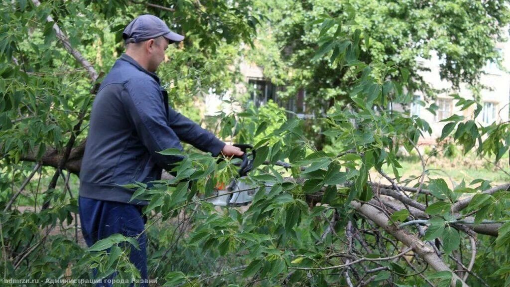 Обрезка деревьев на придомовой территории. Аварийные деревья. деревья рязани. дуб дерево на придомовой территории. аварийное дерево фото.