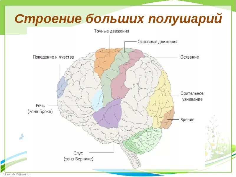 Строение больших полушарий головного мозга у хищников. Структуры полушарий большого мозга. Строение и функции больших полушарий мозга. Большие полушария мозга строение. Структура соединяющая полушария большого мозга.