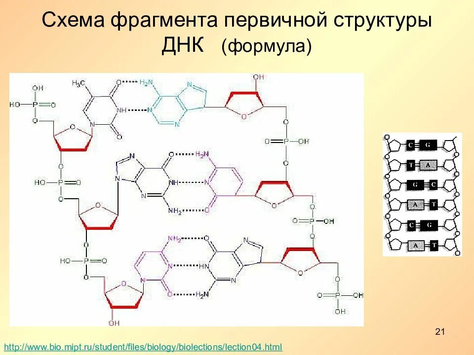 Какая формула молекулы днк. Строение молекулы ДНК формула. Схема строения ДНК формулы. Структурная формула фрагмента ДНК. Первичная структура ДНК схема.