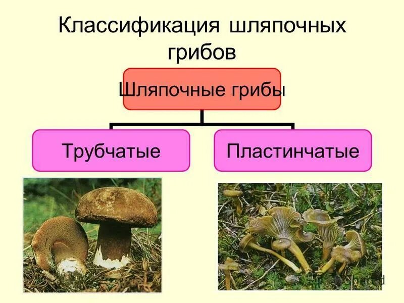 3 примера шляпочных грибов. Классификация шляпочных грибов. Грибы Шляпочные и трубчатые. Съедобные Шляпочные грибы. Шляпочные грибы трубчатые и пластинчатые.