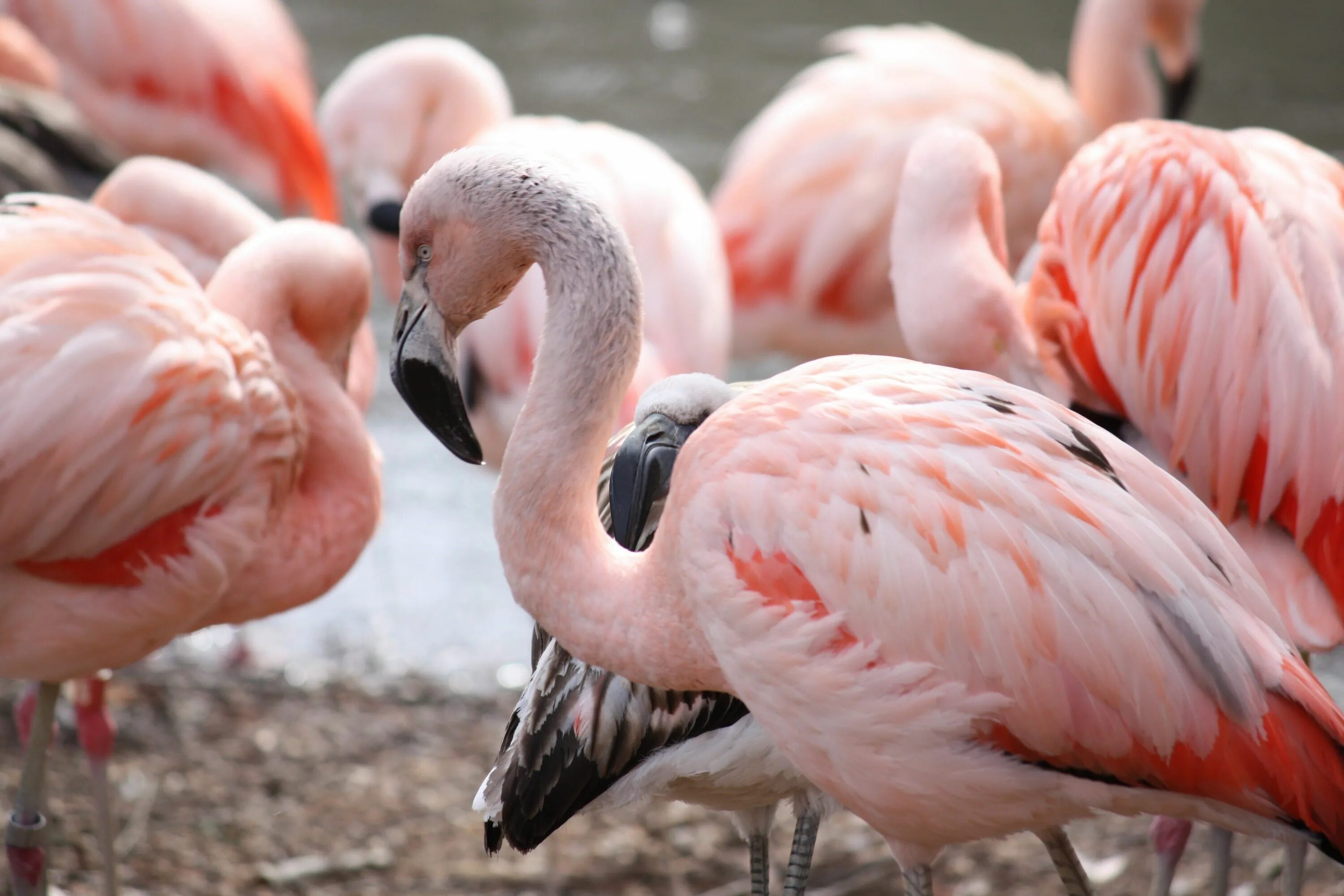 Фламинго мужского рода