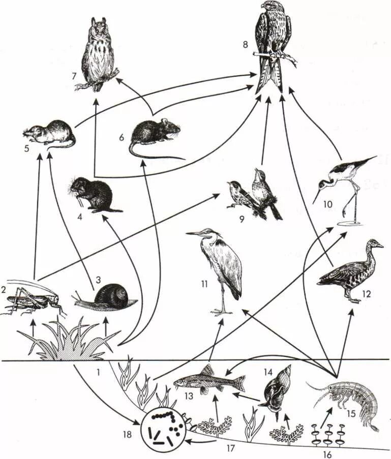 Схема пищевой сети. Пищевая сеть 5 класс биология. Пищевая цепь трофическая цепь продуценты консументы. Трофическая цепь леса. Трофическая структура водоема