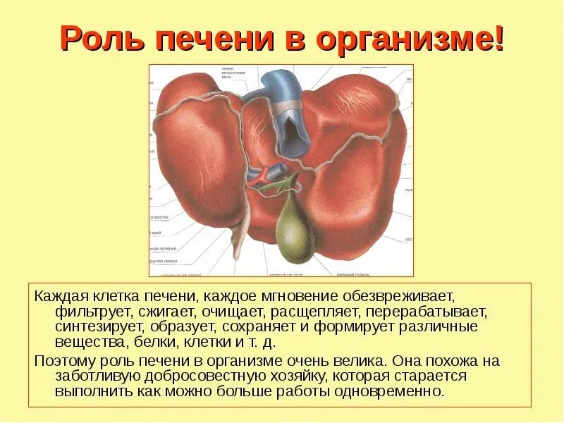 Какие функции у печени