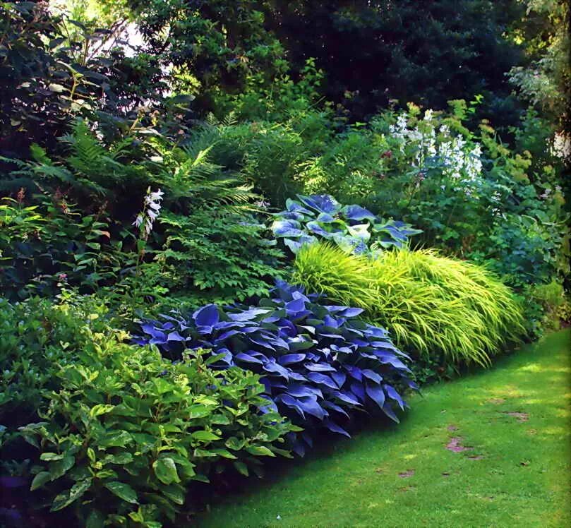 Лесной миксбордер. Теневыносливые гортензии. Сумах оленерогий, пушистый, уксусное дерево (rhus typhina). Тенелюбивые растения хоста. Сумах оленерогий уксусное.