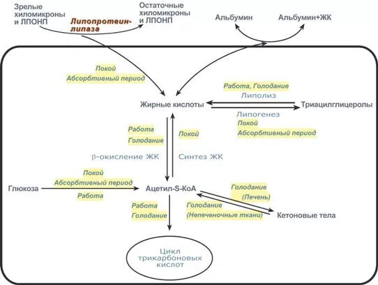 Жирные кислоты в печени. Абсорбтивный период биохимия. Источники и пути использования жирных кислот в печени. Пути использования свободных жирных кислот. Абсорбтивный и постабсорбтивный период.