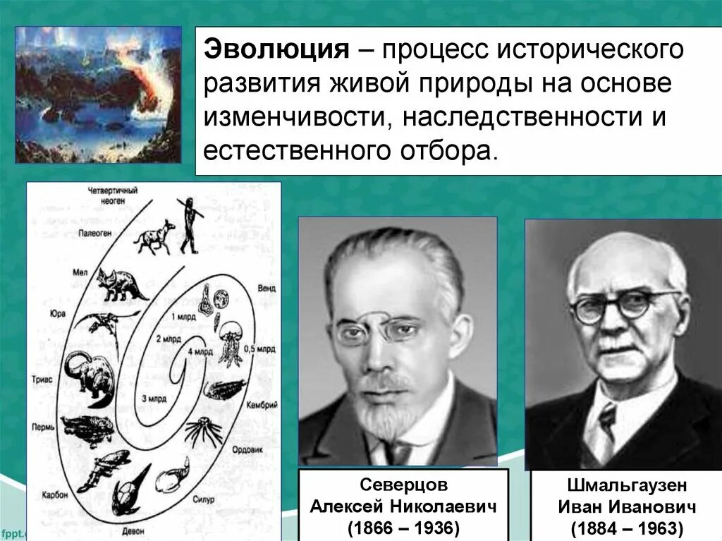 Как называют процесс исторического развития живой природы. Северцов и Шмальгаузен. Шмальгаузен Эволюция эволюции. Эволюция процесс исторического развития живой природы. Шмальгаузен теория эволюции.