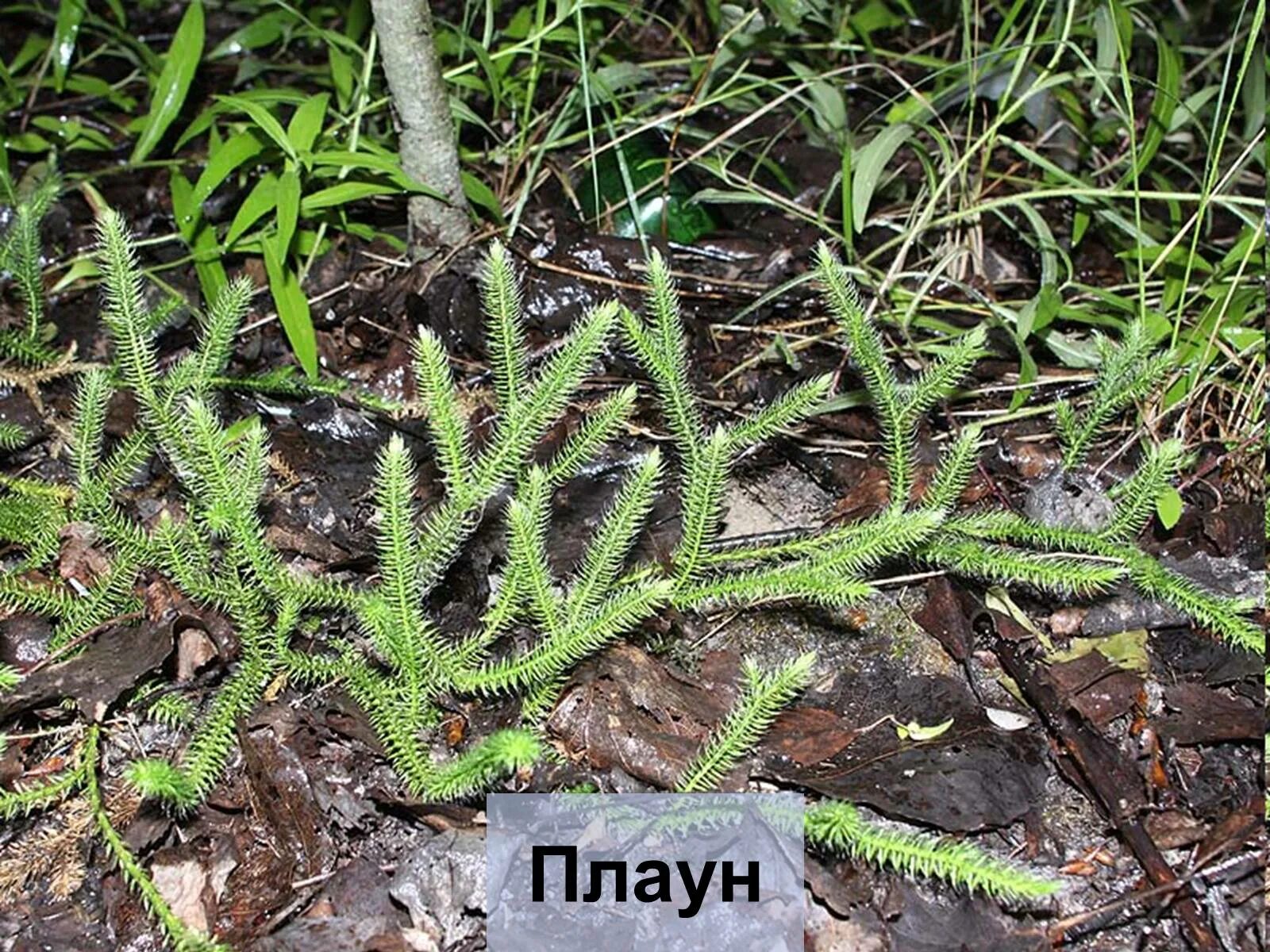 Плауны побеги. Ризофор плауна. Спорофилл плауна булавовидного. Плауны побеги. Плауны побеги.