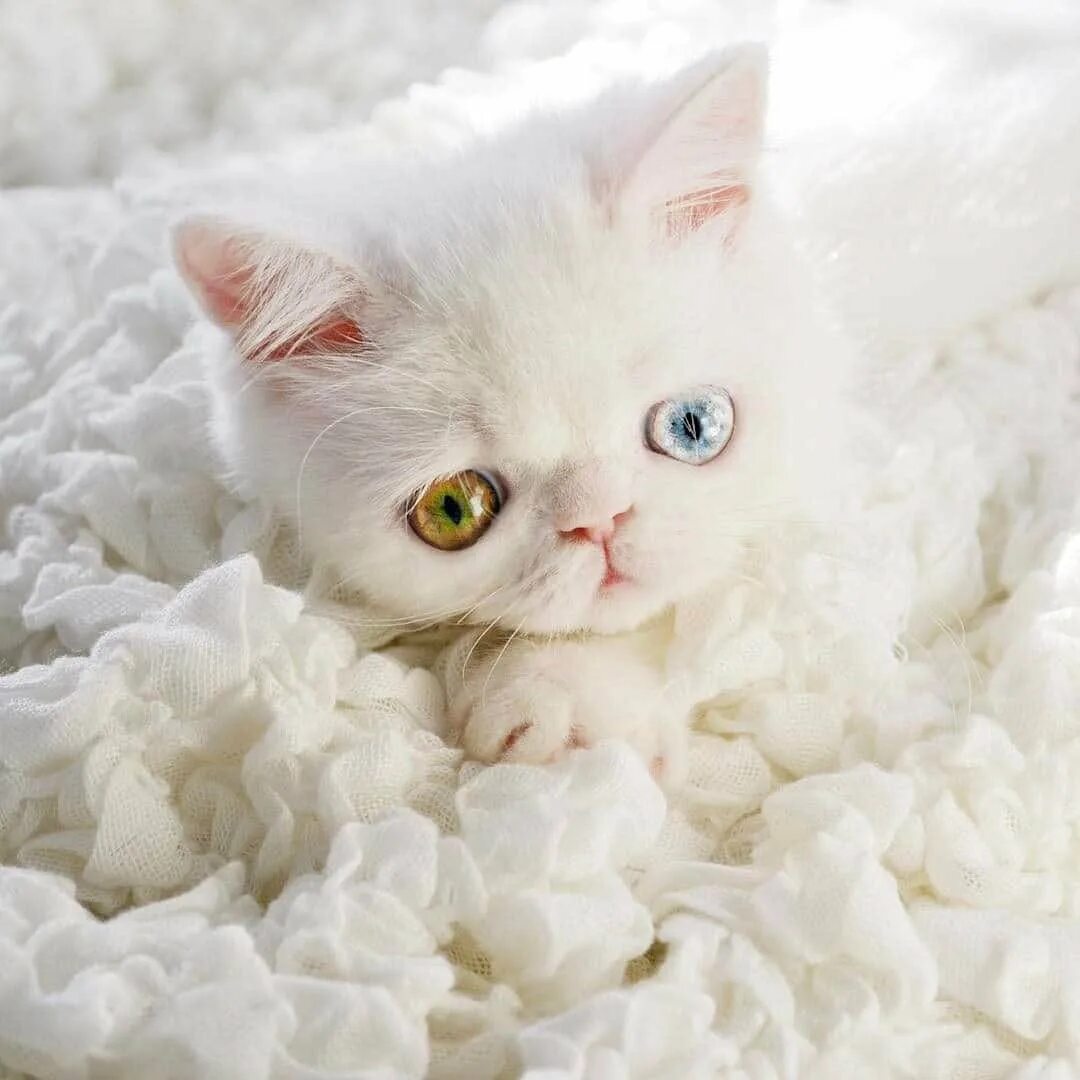 Пушистый белый кот с гетерохромией. Кошка белая. Красивые котята. Белый котенок. Белая киса