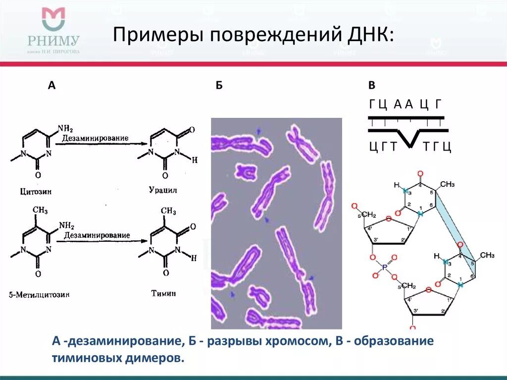 Повреждающего действия нитратов на структуру ДНК. Нарушение структуры ДНК. Повреждения ДНК биохимия. Поврежденная структура ДНК. Днк 04.03 2024