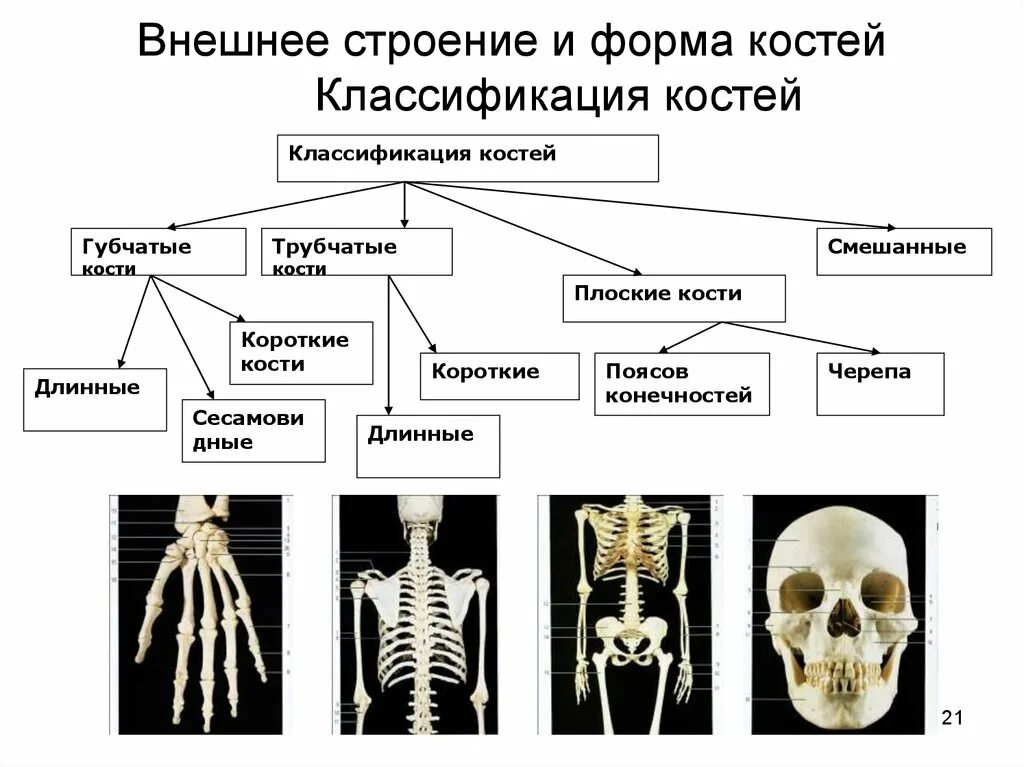 Основным признаком изменений костей является. Строение кости и классификация. Кости трубчатые губчатые плоские смешанные. Классификация костей по форме и строению функциям. Строение кости классификация костей.