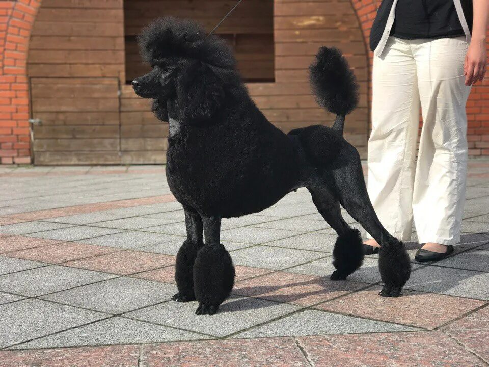 Пудель форум. Королевский пудель нестриженный. Королевский пудель черный. Пудель большой Королевский. Королевский пудель черный стрижка.