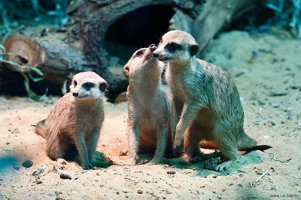 сурикаты пустыни монте. сурикат это млекопитающее. Meerkat jude. сурикаты детеныши. мангуст и сурикат.