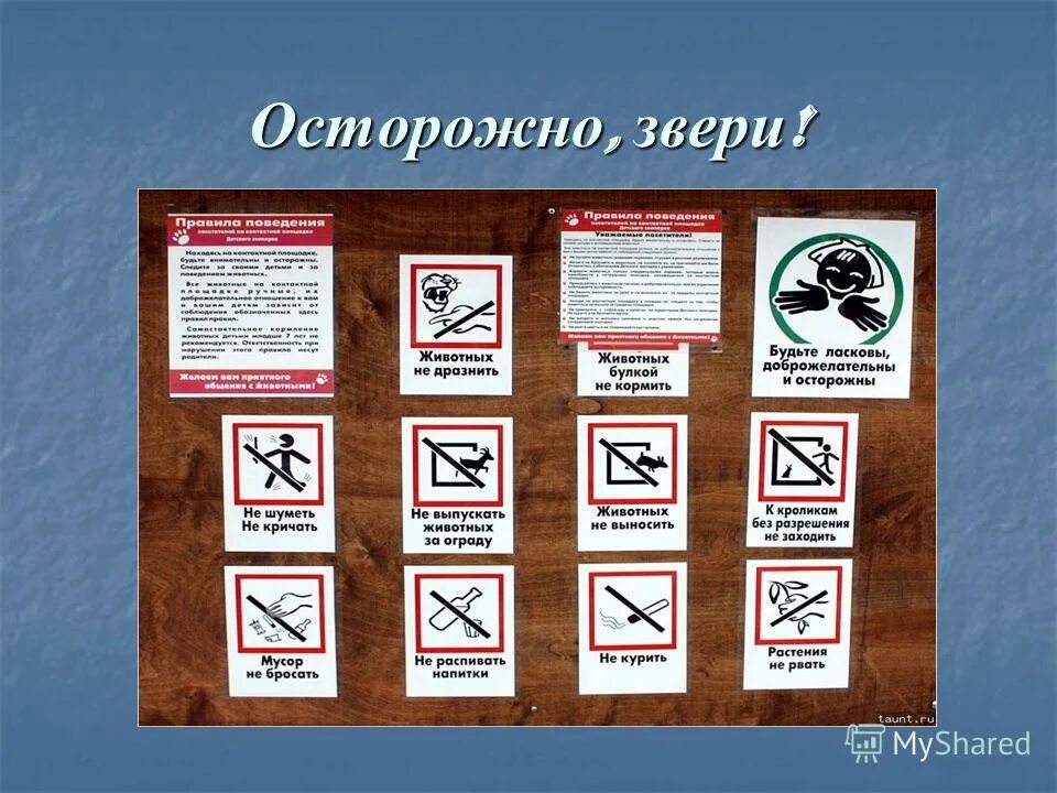 Осторожно животные. Осторожно звери. Табличка осторожно зверь опасен. Осторожно звери. Осторожно зверь опасен.