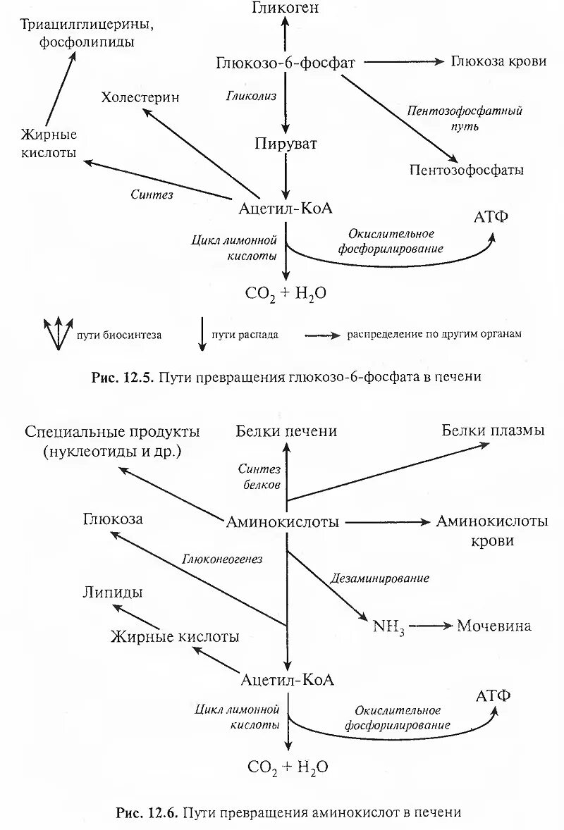 Общие пути метаболизма аминокислот. Пути превращения глюкозо-6-фосфата. Основные пути превращения глюкозо-6-фосфата. Схема общих путей метаболизма Глюкозы. Пути превращения глюкозо-6-фосфата /схема/.