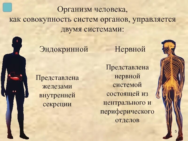 Системы человеческого организма. Системы органов организма человека. Нейрогуморальная регуляция. Основные системы человека.